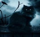 NightCat